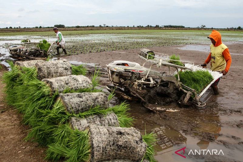 Pemerintah Terapkan Manajemen Risiko Lintas Sektor di Food Estate Kalteng, Target Swasembada Pangan