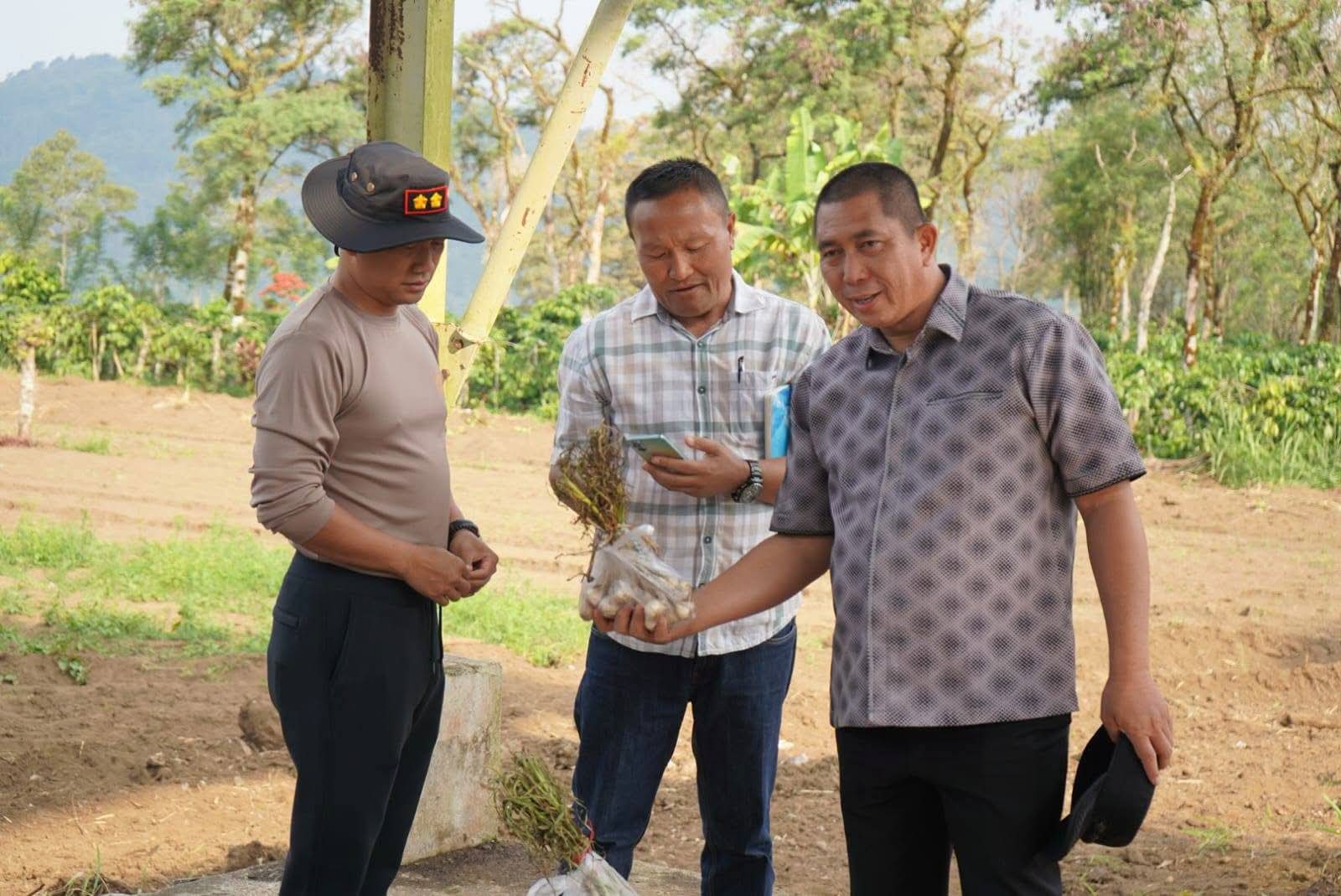 Pagar Alam Siap Jadi Sentra Bawang Putih Sumsel, Target 50 Hektare untuk Kurangi Impor Nasional