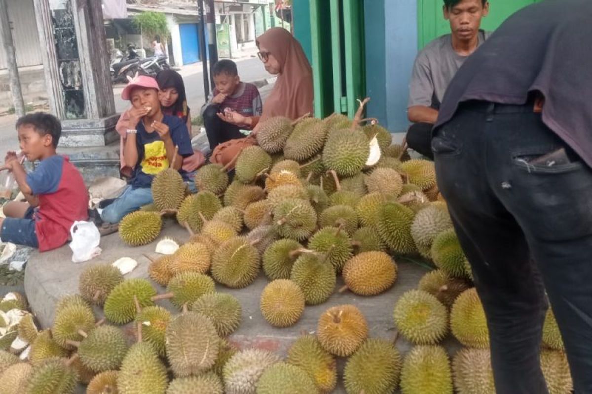 Panen Durian dan Manggis di Lebak Banten Serap Ribuan Tenaga Kerja, Bandar Pasok 5.000 Butir Per Hari
