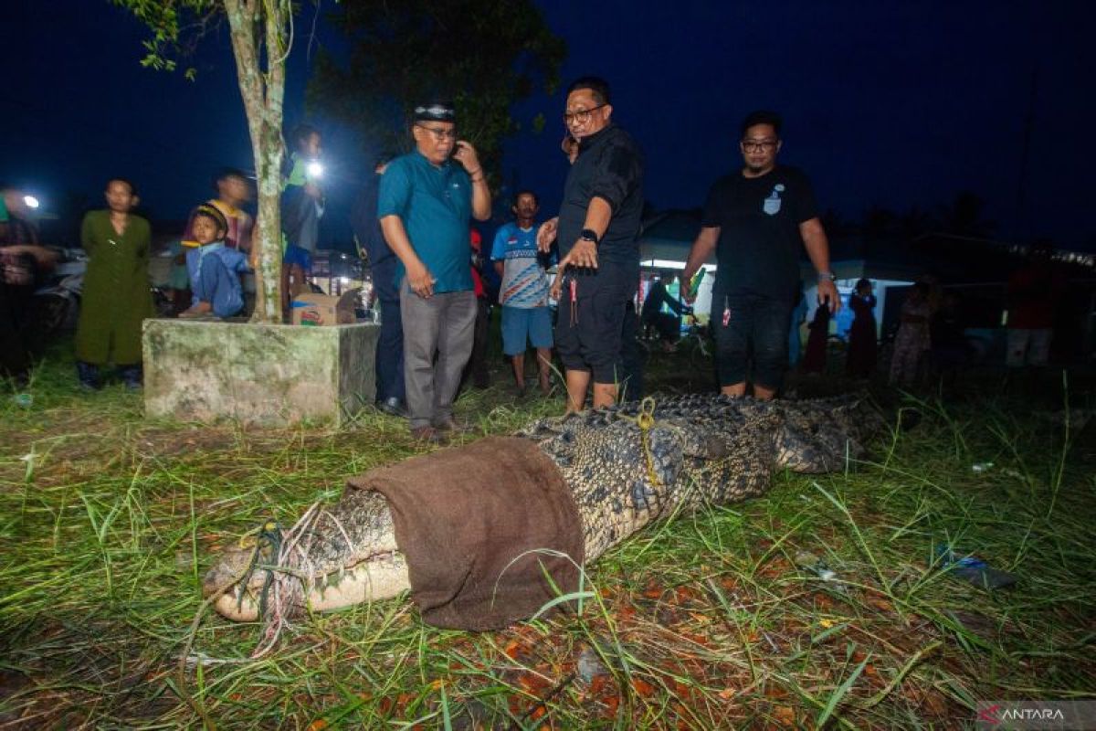 TRC Balai PK Pontianak Evakuasi Buaya Muara 4,5 Meter dari Tambak Warga di Sambas, Kondisi Mata Kanan Rusak