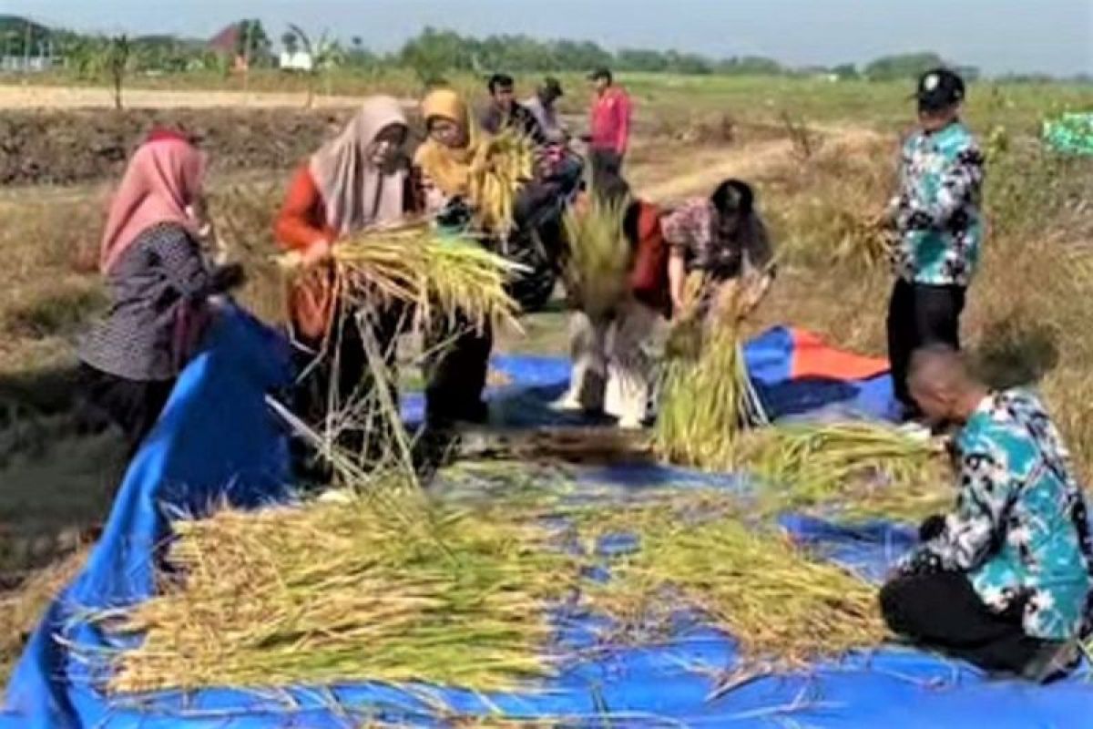 Wabup Gunungkidul Joko Parwoto Dorong Petani Beralih ke Pestisida Hayati dan Pupuk Organik, Targetkan Produktivitas Naik