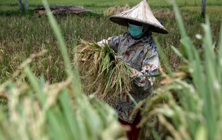 NTP Aceh Juli 2026 Naik 1,57 Persen ke 127,30, Gabah dan Sawit Jadi Penopang Utama