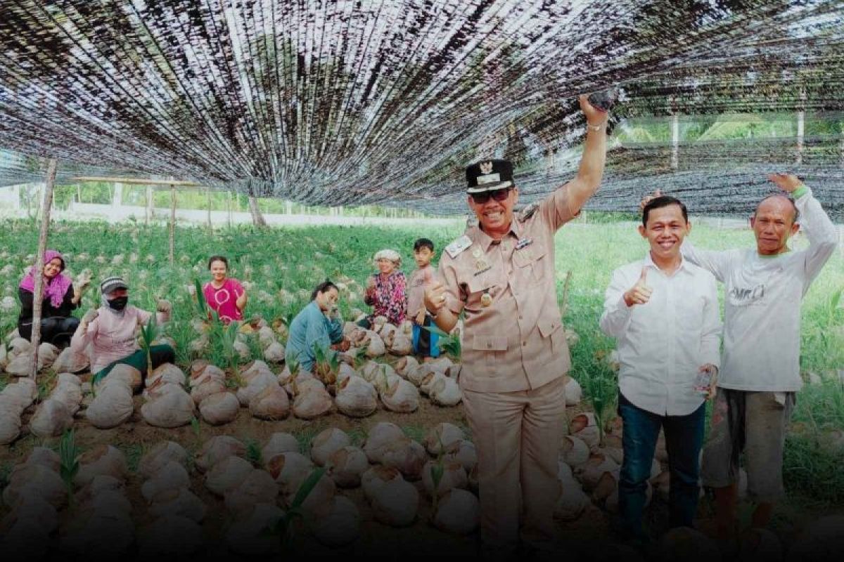 Kementan Alokasikan 35.000 Bibit Kelapa Unggul Lokal untuk Petani di Natuna, Target Peremajaan 350 Hektare