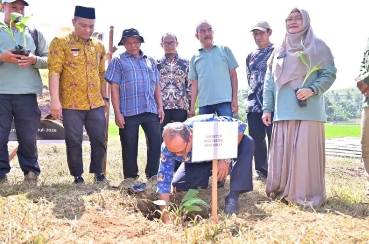 Pemko Payakumbuh Tanam 3.000 Bibit Pisang Barangan untuk Jamin Pasokan Buah Program MBG