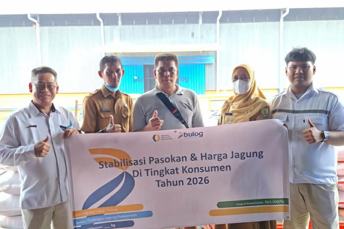 Bulog Tanjungpinang Salurkan 49 Ton Jagung SPHP untuk Peternak Ayam, Harga Rp 5.000 per Kilogram