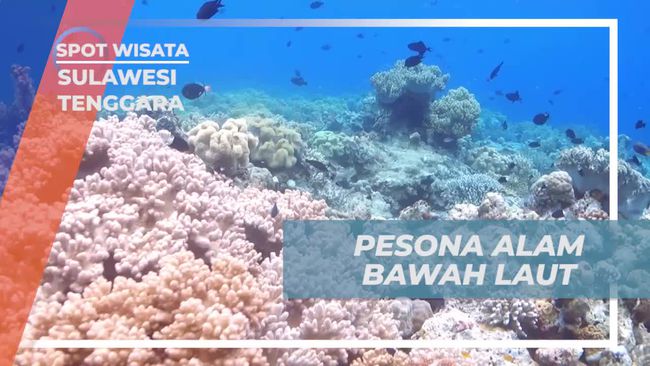 Pesona Bunaken di Mata Selebriti: Spearfishing dan Keindahan Bawah Laut yang Memukau