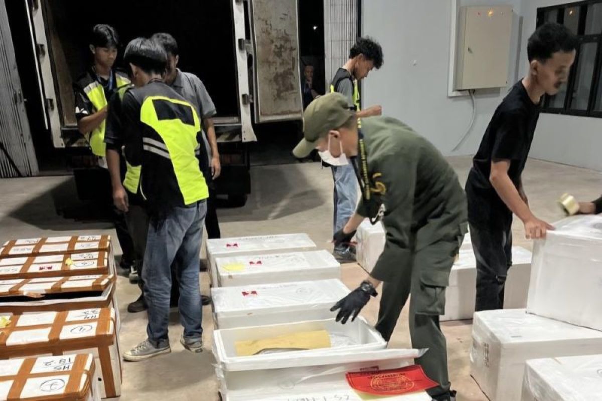 Ekspor Perdana 935 Ekor Kepiting dari Tarakan ke Hong Kong, Pengusaha Kaltara Sambut Penerbangan Kargo Langsung