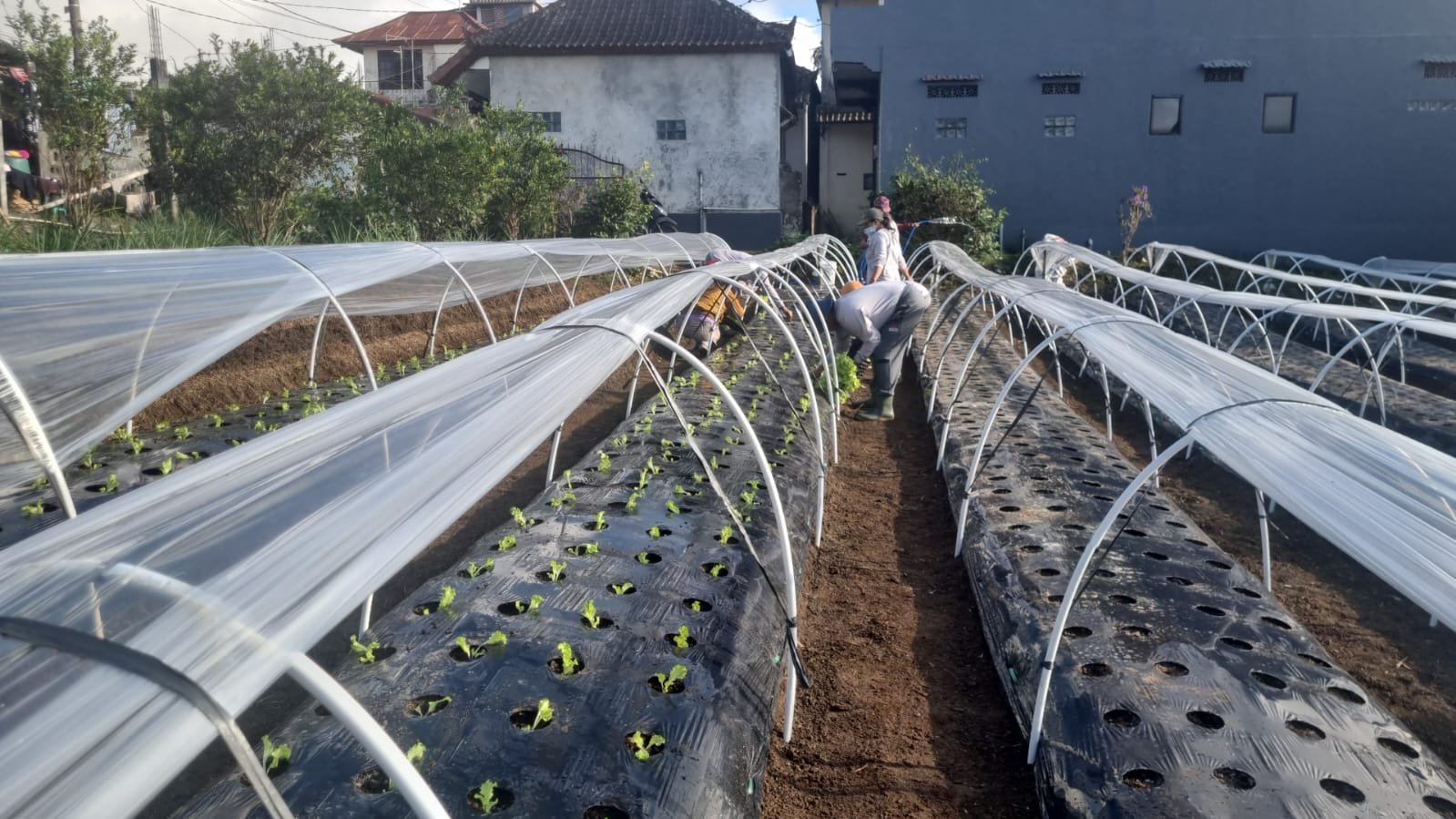 Desa Batunya Tabanan Siapkan 798 Hektare Lahan Jadi Kampung Sayur Organik, Pupuk Kandang Jadi Andalan
