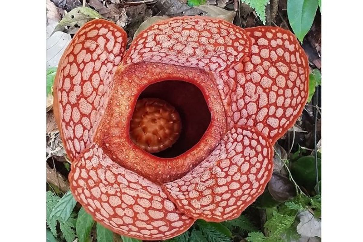 Dua Bunga Rafflesia Raksasa Mekar Sempurna Berjarak 3 Meter di Bengkulu Utara, Momen Langka Picu Antusiasme Wisatawan
