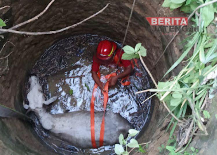 Sapi Ternak Tercebur Sumur Tua Sedalam 12 Meter di Rembang, Dievakuasi Tim Damkar dalam Kondisi Selamat
