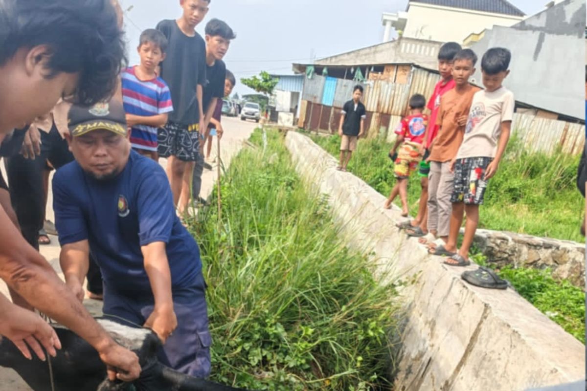 Dua Sapi Kurban Terlepas di Tangerang dan Neglasari, Satu Tercebur Gorong-gorong Berhasil Dievakuasi BPBD