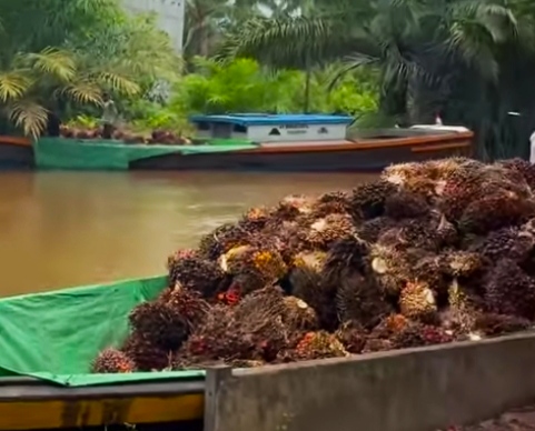 Harga TBS Kelapa Sawit di Sumut Pekan Ini Turun Lagi, Petani Serdang Bedagai Terima Tertinggi Rp 3.410 per Kg