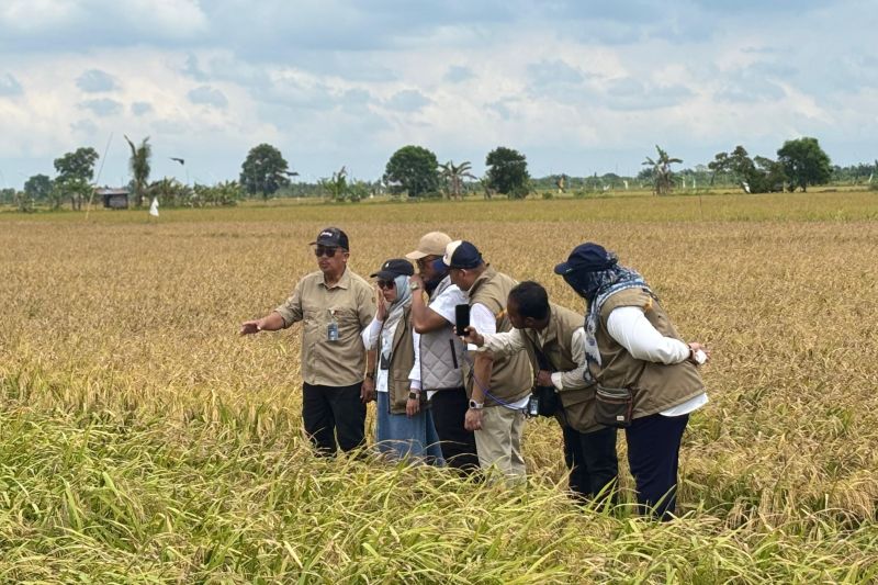 Bulog Kalteng Serap 13.592 Ton Gabah, Setara 86 Persen Target 2026