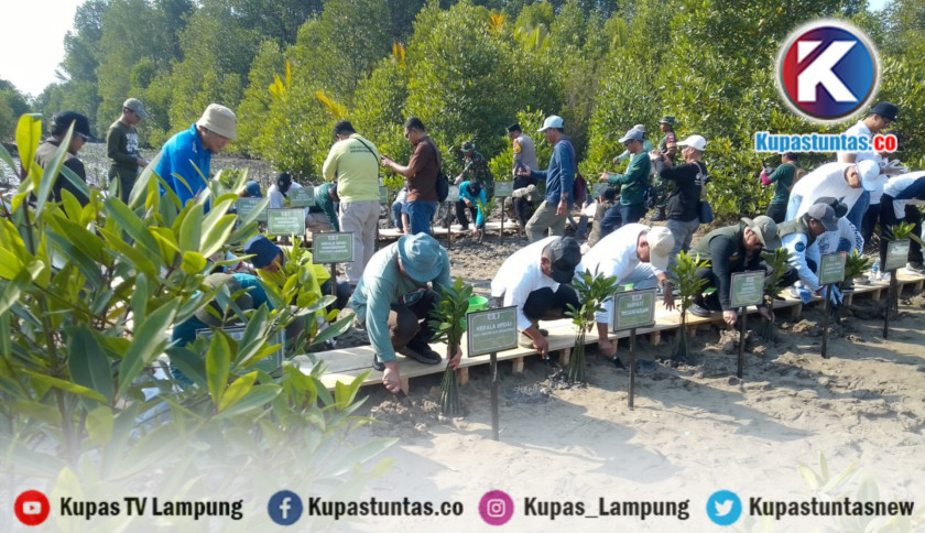 Luas Mangrove di Lampung Tersisa 10.086 Hektare, MITRA BENTALA Dorong Perlindungan Masuk Renstra Daerah