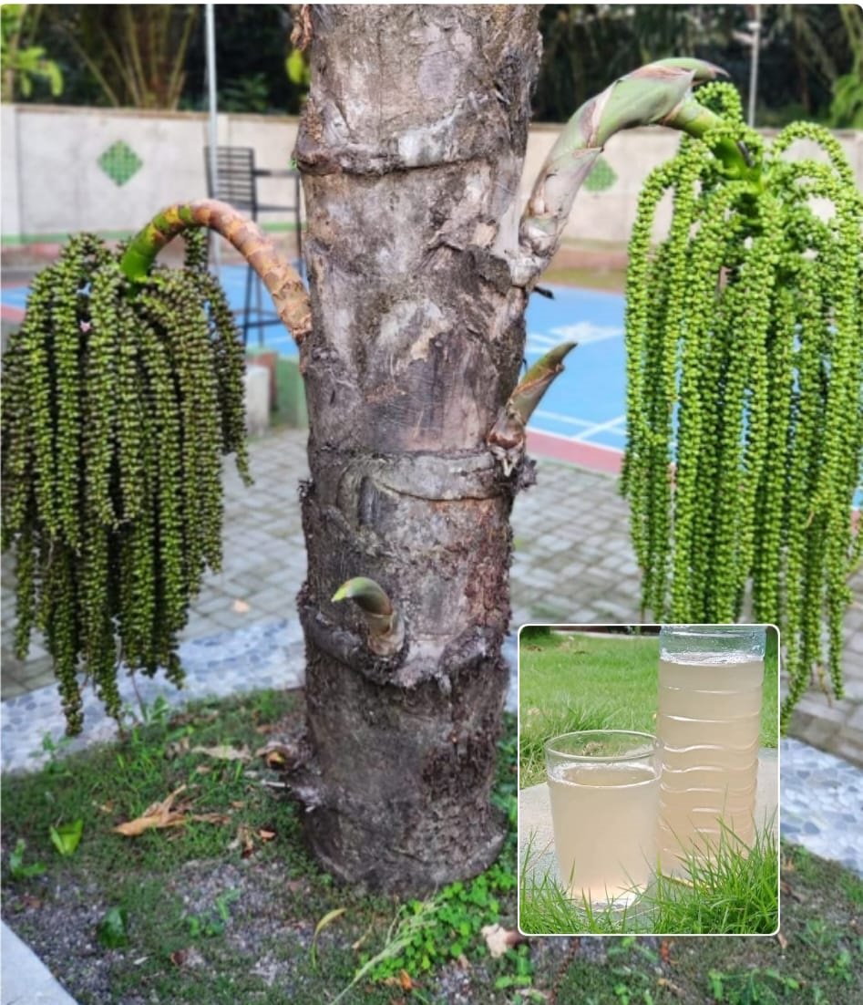 Pemprov NTB Siap Sulap Air Nira Jadi Minuman Premium, Target Hotel dan Restoran sebagai Welcoming Drink