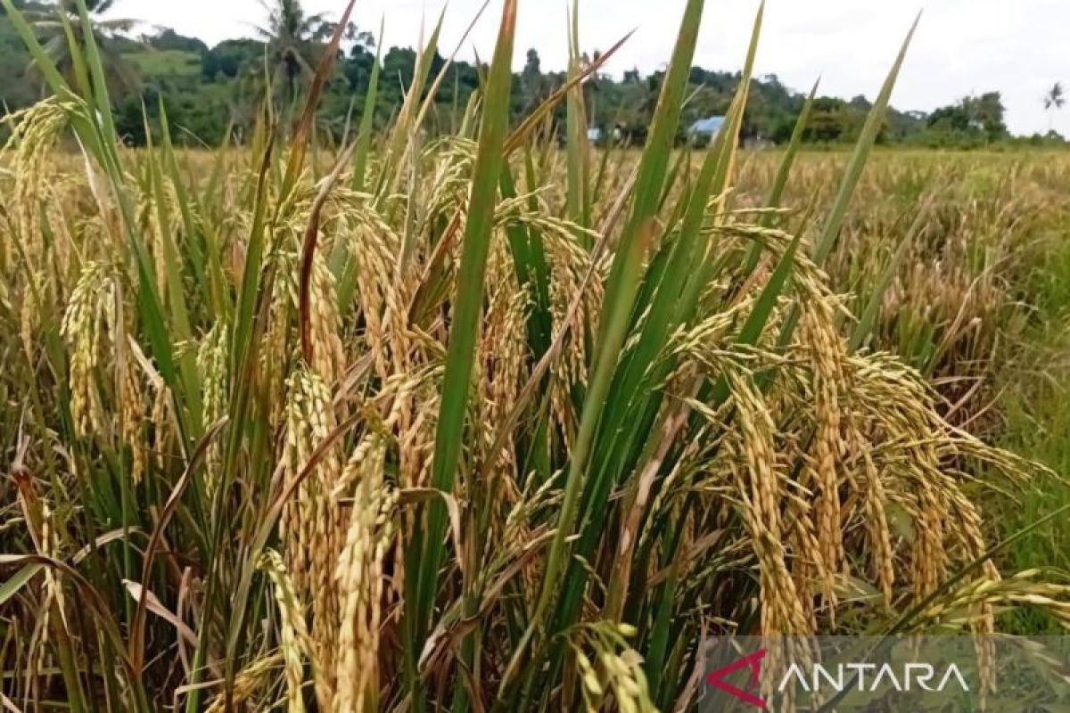 Produksi Beras Kaltim Triwulan I 2026 Tembus 57,67 Ribu Ton, Kutai Kartanegara Jadi Lumbung Pangan Utama