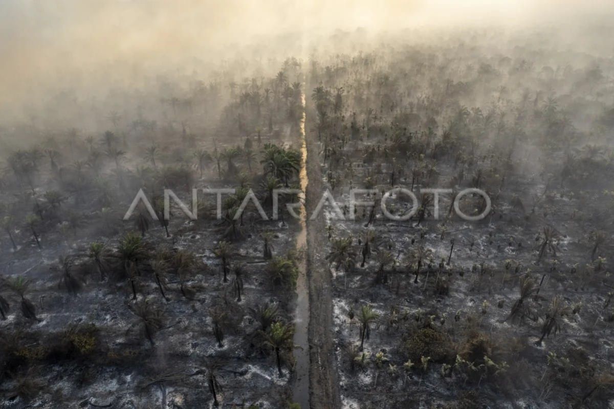 Karhutla di Lahan Gambut Muaro Jambi Meluas Hampir 100 Hektare, Tim Gabungan Terkendala Sumber Air