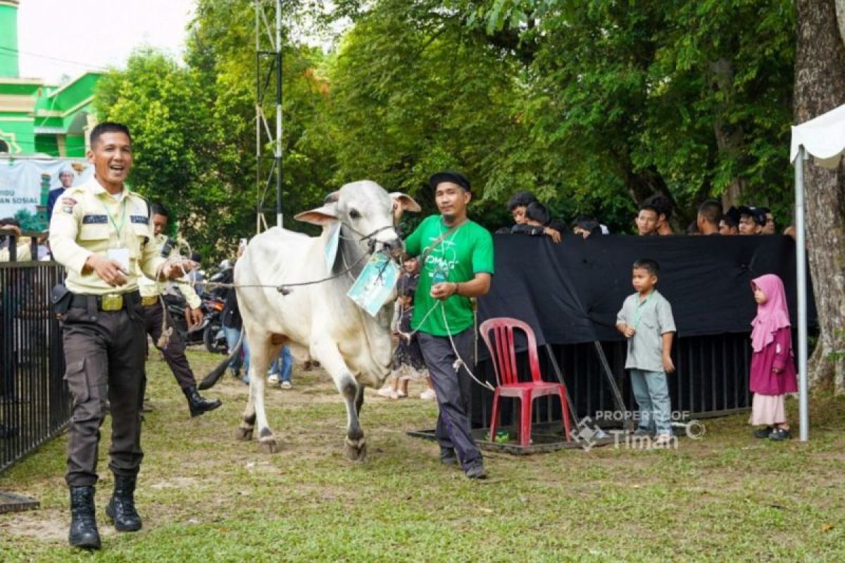Bupati di Bangka Belitung Apresiasi PT Timah Salurkan 281 Ekor Hewan Kurban untuk Masyarakat saat Idul Adha 2026