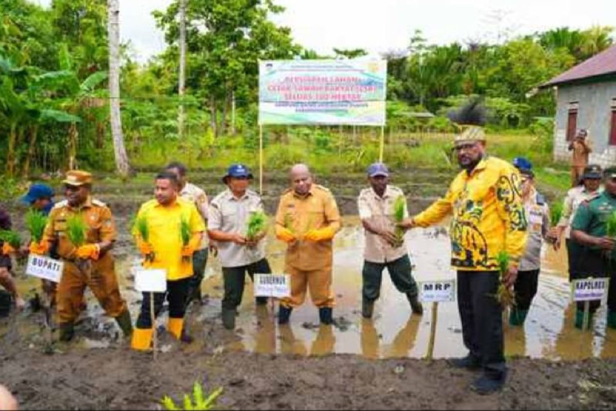 NTP Perkebunan Rakyat Papua Naik 1,47 Persen pada Juli 2026, Daya Beli Petani Mulai Membaik