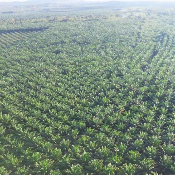 Kejari Beltim Bakal Kaji Laporan 200 Hektare Lahan IUP PT Timah di Jangkar Asam Dikuasai Kebun Sawit