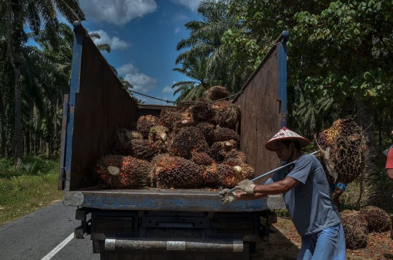 Harga TBS Anjlok, Petani Sawit Bengkulu Terjepit Potongan Ramp yang Tak Diatur, Apkasindo Minta Pemerintah Turun Tangan