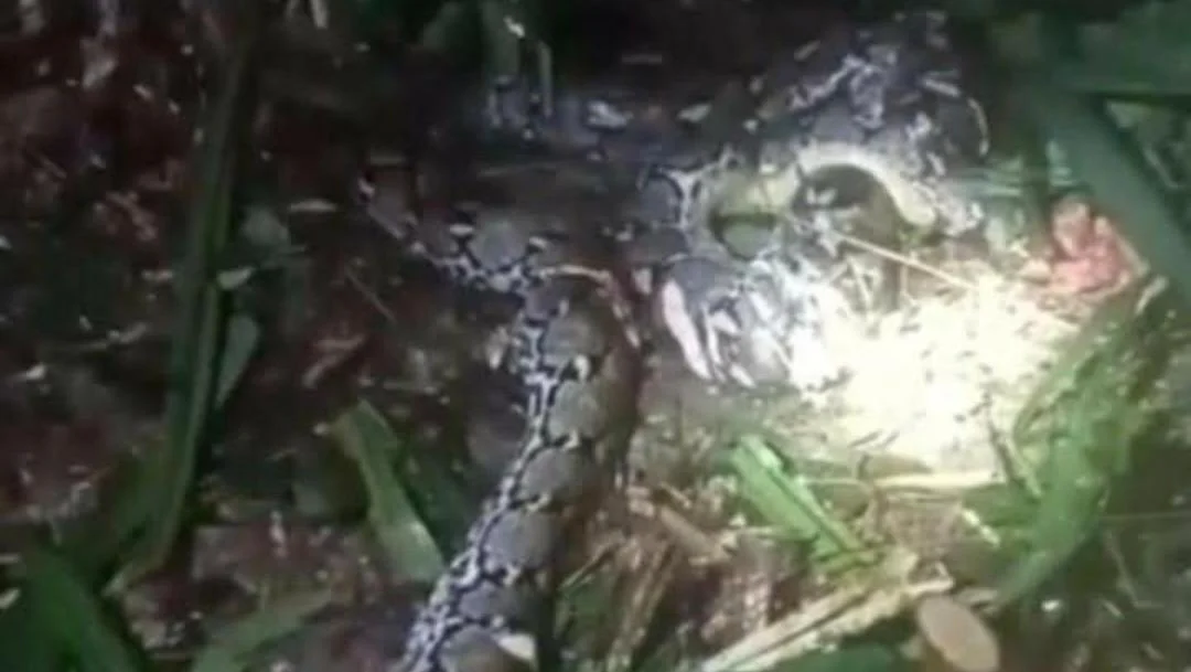 Suami Tebas Kepala Piton 7,8 Meter yang Telan Istrinya di Taliabu, Maluku Utara, Korban Tewas