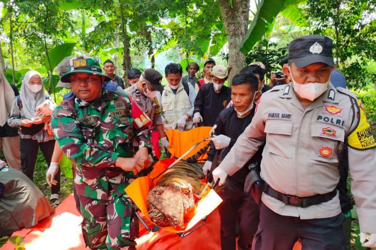 BKSDA Sumbar Evakuasi Harimau Sumatera Betina dari Kandang Jebak di Agam, Sempat Bius Satwa Dilindungi