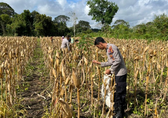Polsek Barong Tongkok Panen Jagung di Kampung Linggang Mapan, Dukung Ketahanan Pangan Kutai Barat