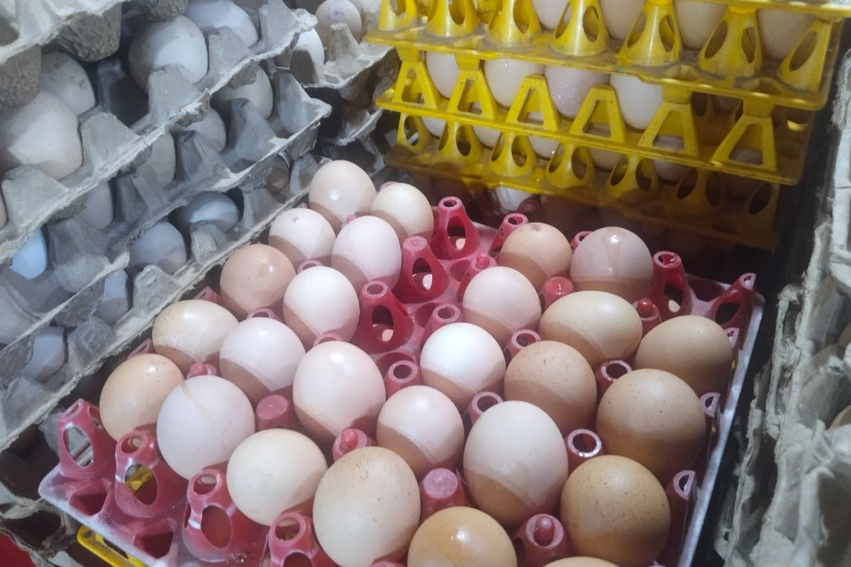 Harga Telur Ayam di Palembang Naik Rp 2.000 per Kg Usai Program Makan Bergizi Gratis Kembali Aktif