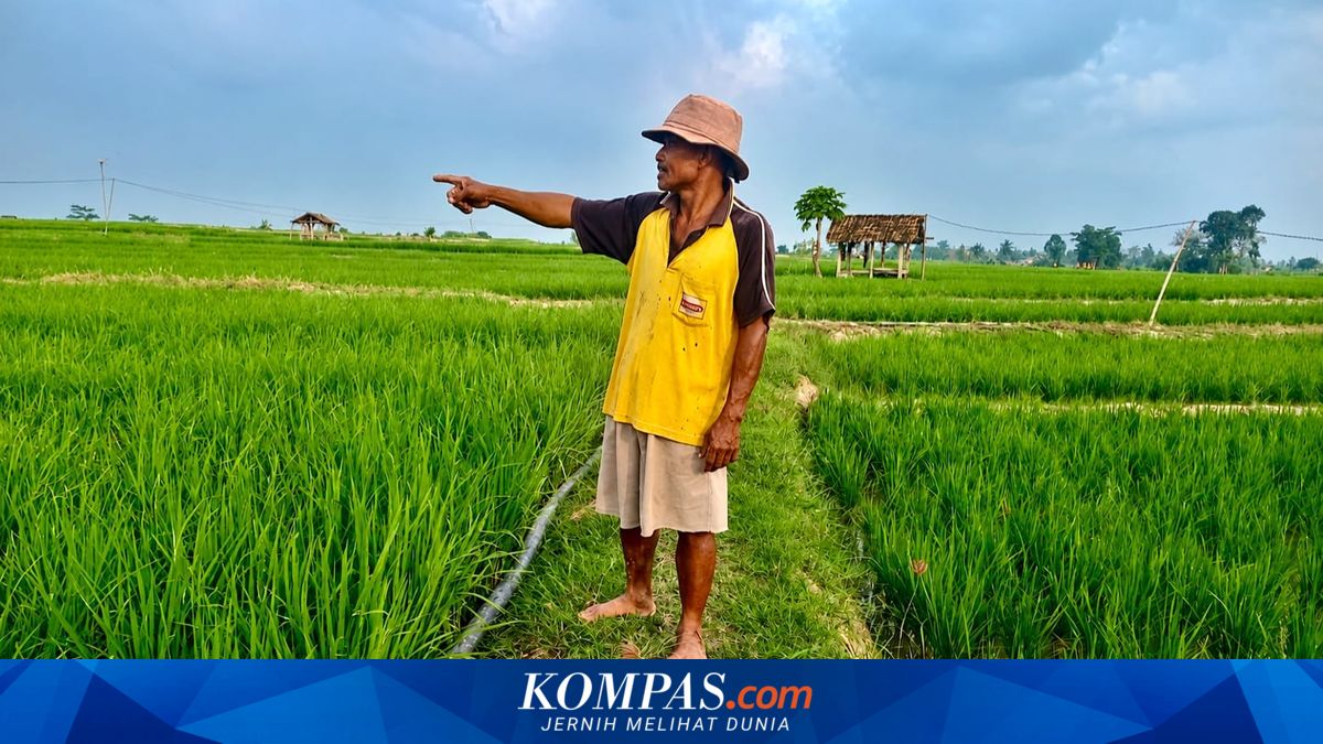 Kemarau di Lampung Selatan Ancam Sawah Petani Way Panji, Debit Air Menurun dan Listrik Melemah