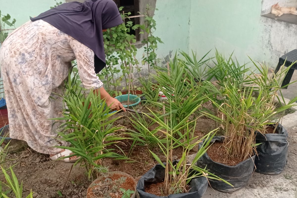 Kelompok Wanita Tani di Lebak Buktikan Bertani Sayuran di Pekarangan Hasilkan Rp15 Juta Per Musim, Jadi Inspirasi Milenial