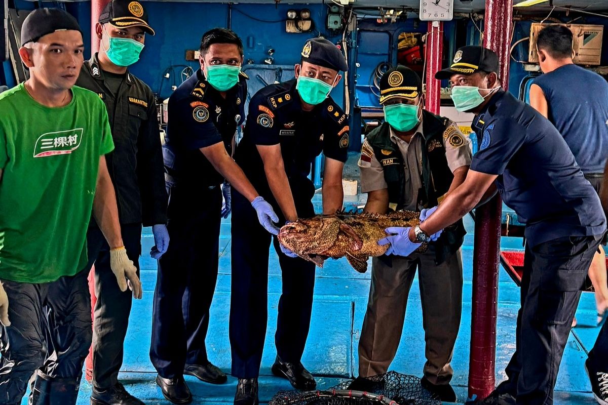 Ekspor Ikan dari Natuna Tembus 28.818 Ekor ke Hong Kong, Karantina Kepri Pastikan Nol Penolakan