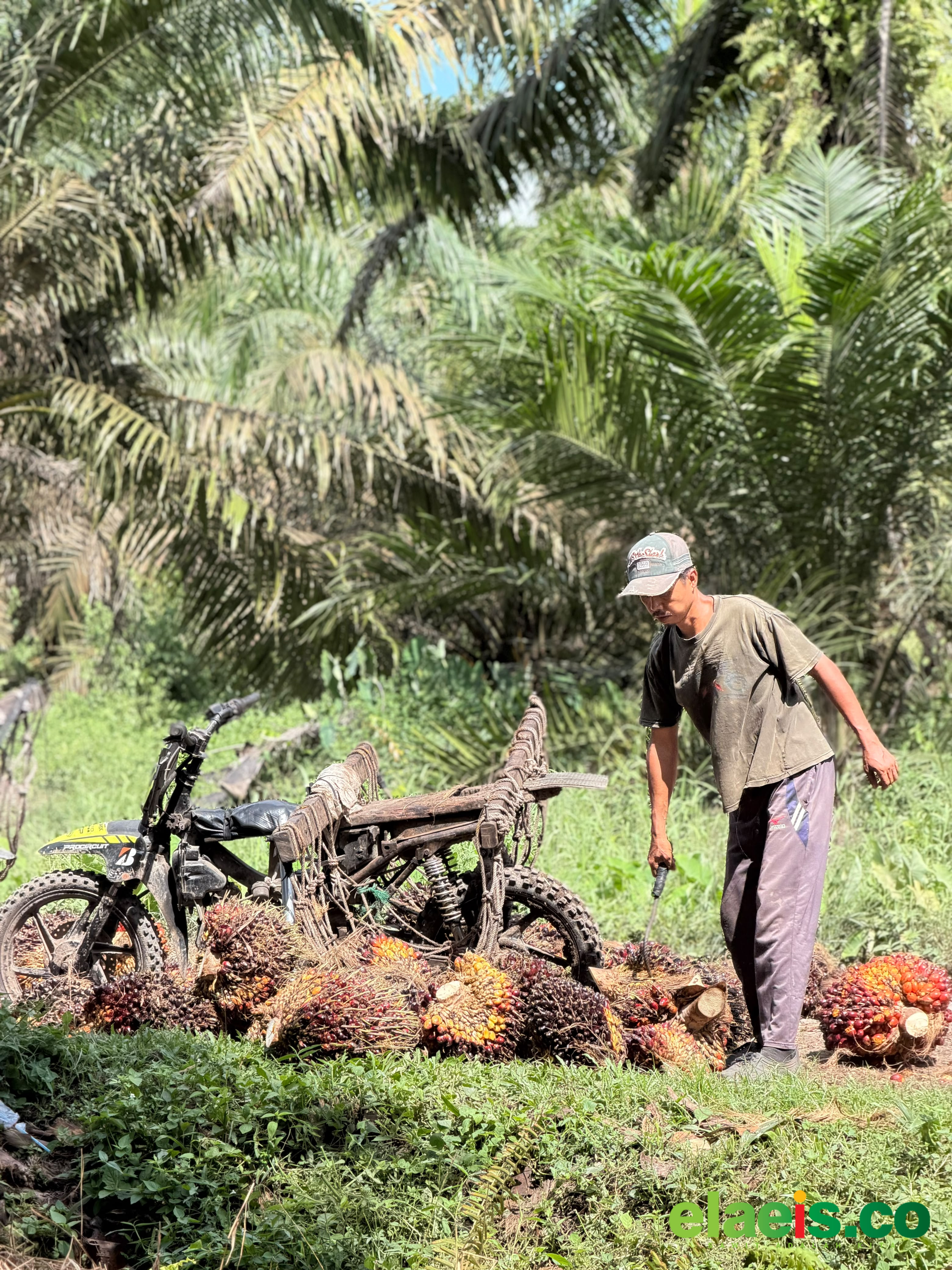 Harga Sawit Plasma Aceh Naik Tipis Pekan Ini, Produksi Mulai Stabil Pasca Musim Trek