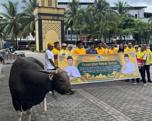 DPD Golkar Maluku Salurkan 7 Ekor Sapi Kurban ke Masjid Al-Fatah Ambon, Satu Ekor dari Ketum Bahlil