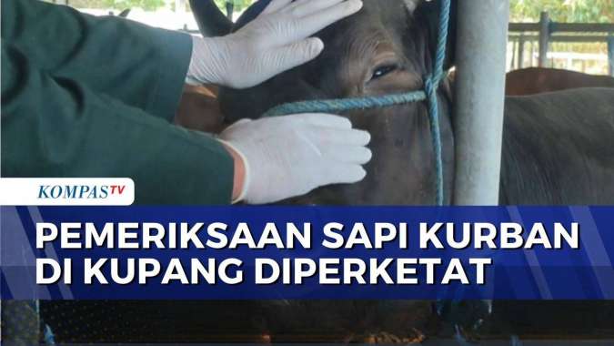 Menjelang Iduladha, Balai Karantina NTT Perketat Pemeriksaan Sapi Kurban, 23 Ribu Ekor Telah Dikirim ke Jawa-Sulawesi