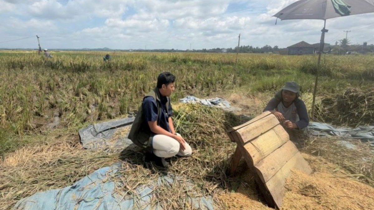 Bulog Lampung Serap 400.000 Ton Gabah Petani Hingga Awal Juni, Lampaui 80 Persen Target Nasional