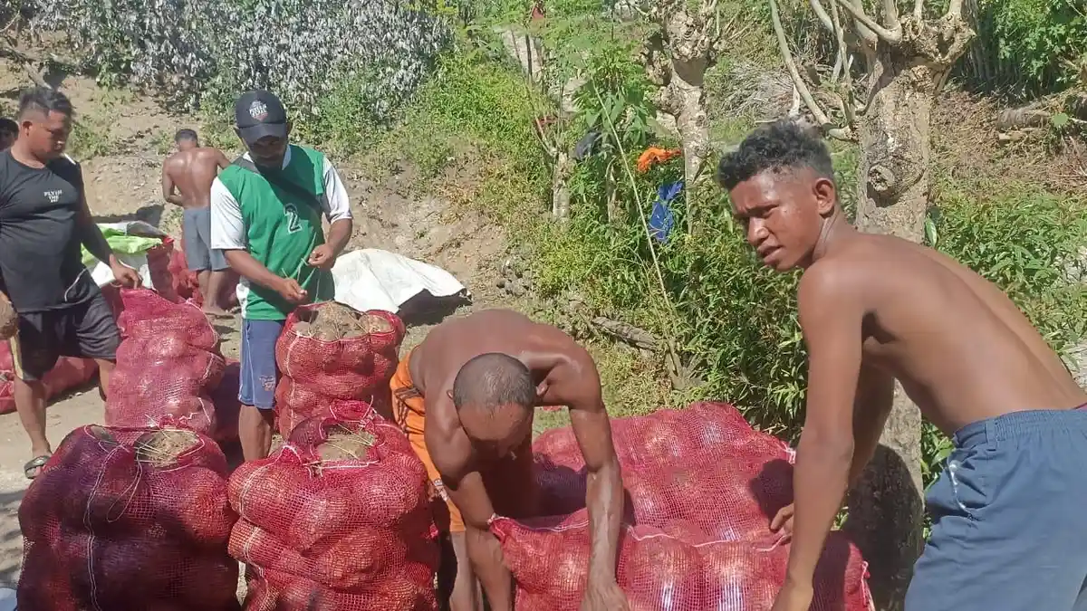 Petani Porang di Manggarai NTT Raup Omzet Rp264 Juta pada 2026, Total Capai Setengah Miliar