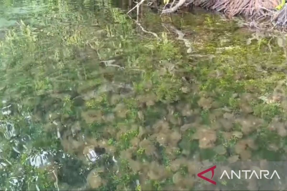 Danau Kakaban di Berau Jadi Andalan Baru Pariwisata Kaltim, Habitat Ubur-Ubur Tak Menyengat Seluas 400 Hektare