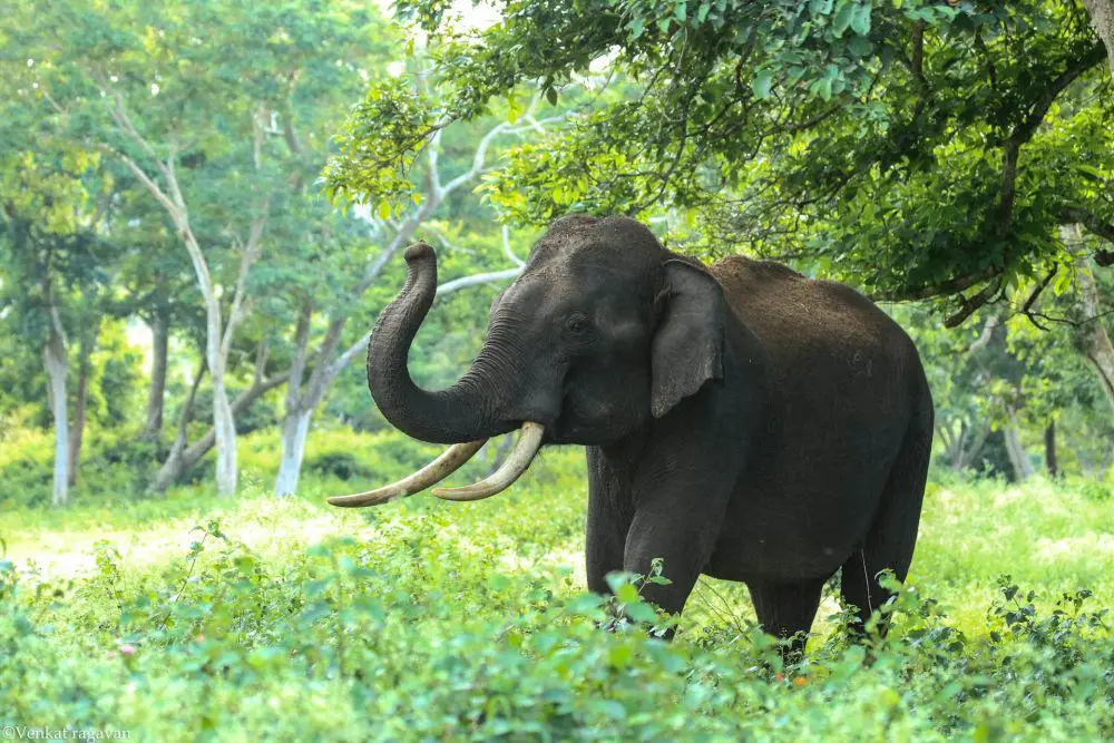 Konflik Gajah-Manusia di Lampung Barat Tewaskan Petani, Habitat Tersisa Dorong Satwa Liar Masuk Pemukiman