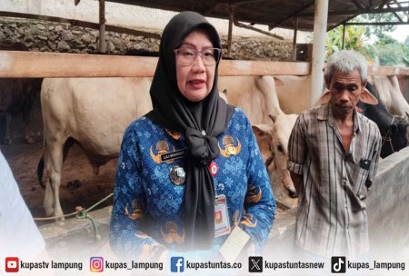 Lampung Terima 16 Sapi Kurban Bantuan Presiden untuk Iduladha 2026, Dua Ekor Berbobot Lebih Satu Ton