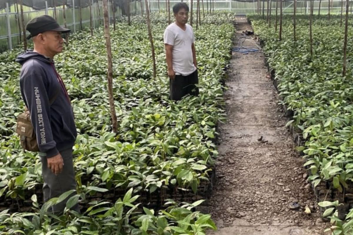 BBRMP Maluku Pantau Pembibitan Pala di Seram Bagian Timur, Target Distribusi Bibit ke Petani Mulai Oktober 2026