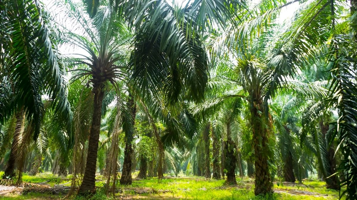 Harga TBS Sawit Pasaman Barat Turun Tipis, Petani Mitra Masih Nikmati Rp3.754 per Kilogram