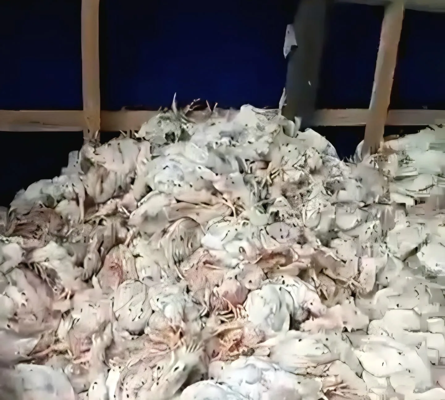 Lebih dari 5.000 Ayam Pedaging Mati Mendadak Akibat Pemadaman Listrik di Hulu Sungai Tengah, Peternak Rugi Rp 250 Juta
