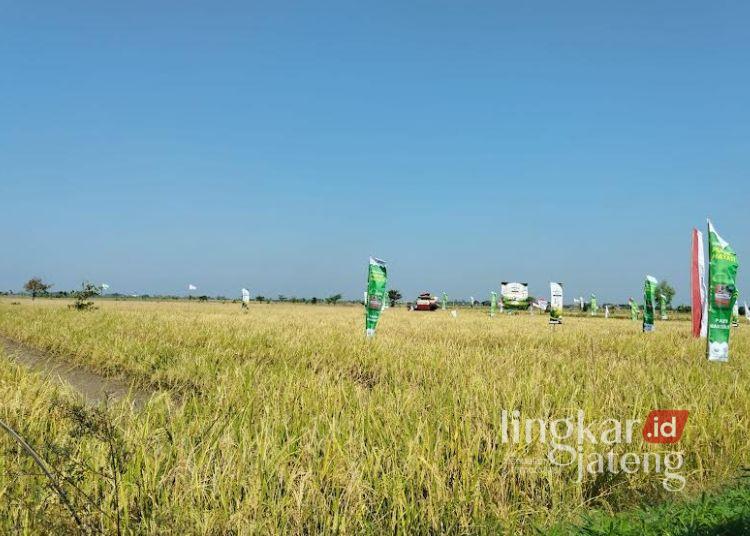 Produktivitas Padi Demak Tembus 6,7 Ton Per Hektare, Harga Gabah Capai Rp 8.200 Per Kilogram