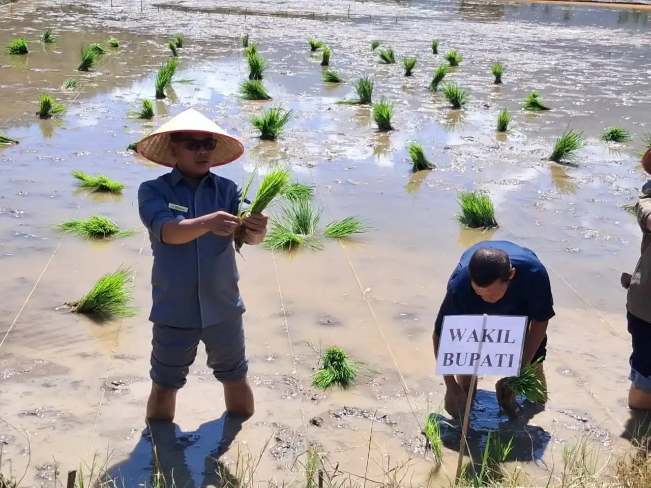 Pemkab Pesisir Selatan Optimalkan Lahan Tidur, 840 Personel Brigade Pangan Dikerahkan Garap 11 Kecamatan
