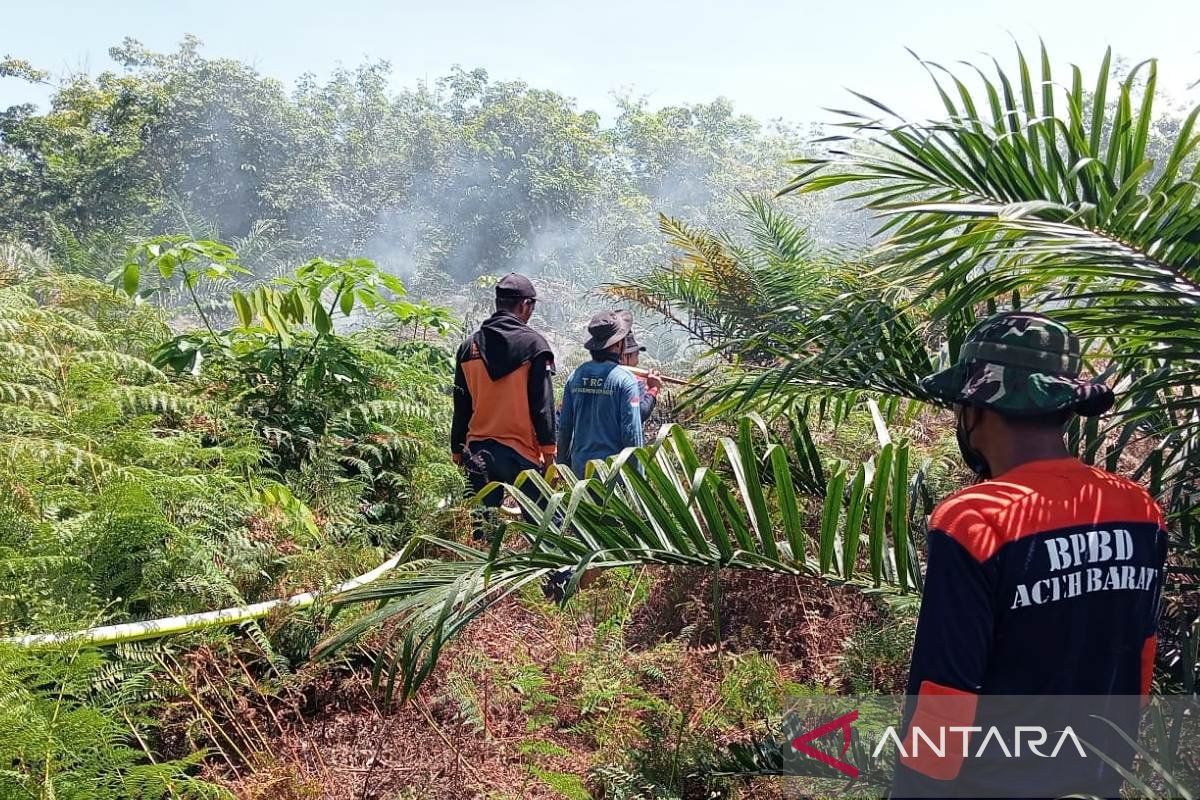 Karhutla di Aceh Barat Hanguskan 12,5 Hektare di Empat Kecamatan, Pemadaman Terkendala Angin Kencang dan Air Terbatas