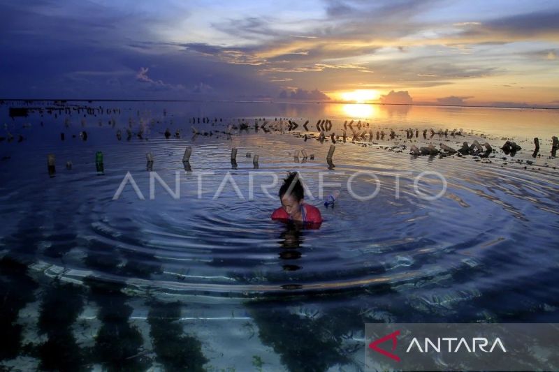 Baru 15 Persen Lahan Budi Daya Rumput Laut di NTT yang Dimanfaatkan, DKP Dorong Percepatan 5 Klaster