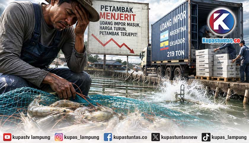219 Ton Udang Impor Masuk Indonesia, Petambak Lampung Khawatir Harga Jual Makin Tertekan