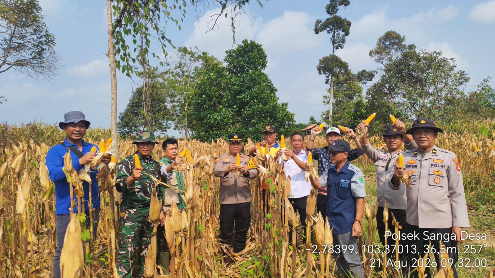 Polsek Sanga Desa dan Poktan Panen 3 Ton Jagung di Lahan 3 Hektare Desa Jud 1 untuk Dukung Ketahanan Pangan