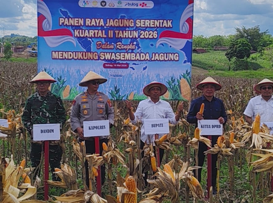 Ketua DPRD Sidrap Takyuddin Masse Ikut Panen Raya Jagung Bersama Forkopimda di Kulo, Dukung Ketahanan Pangan Nasional